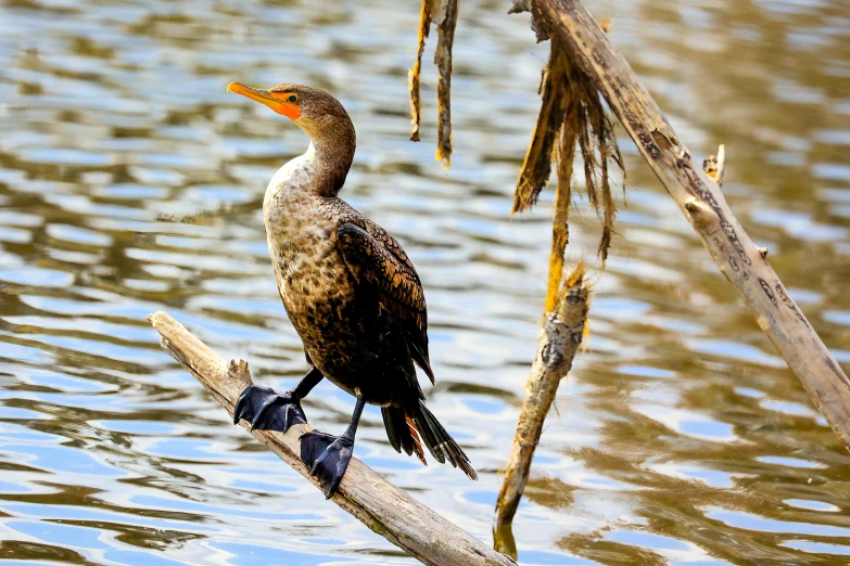 a duck sitting on top of a tree nch