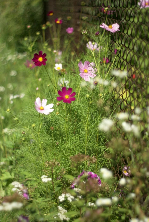 flowers behind a fence in the garden