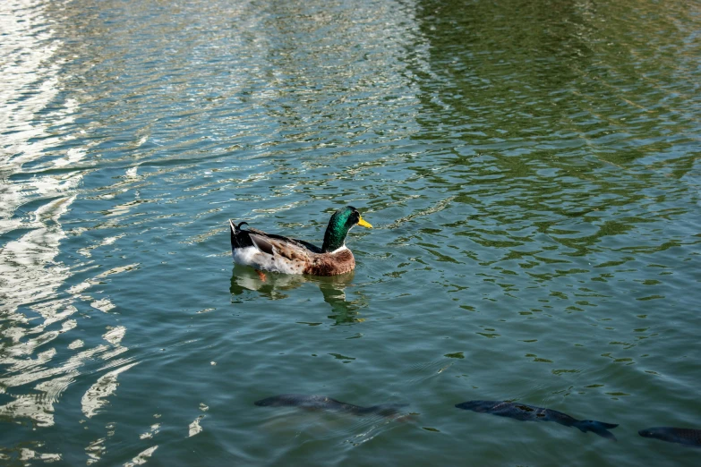 a duck that is swimming in the water