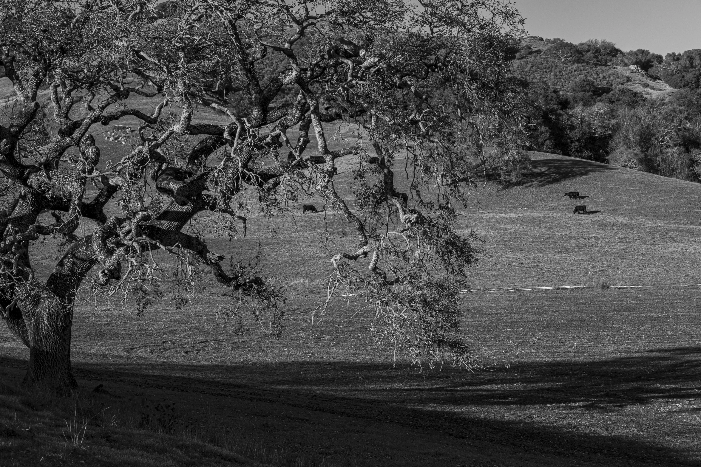 black and white po of a tree near the hillside