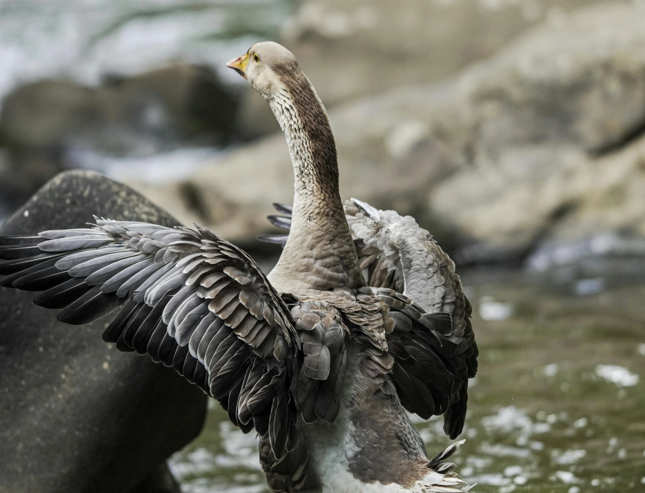 a bird standing with it's wings outstretched