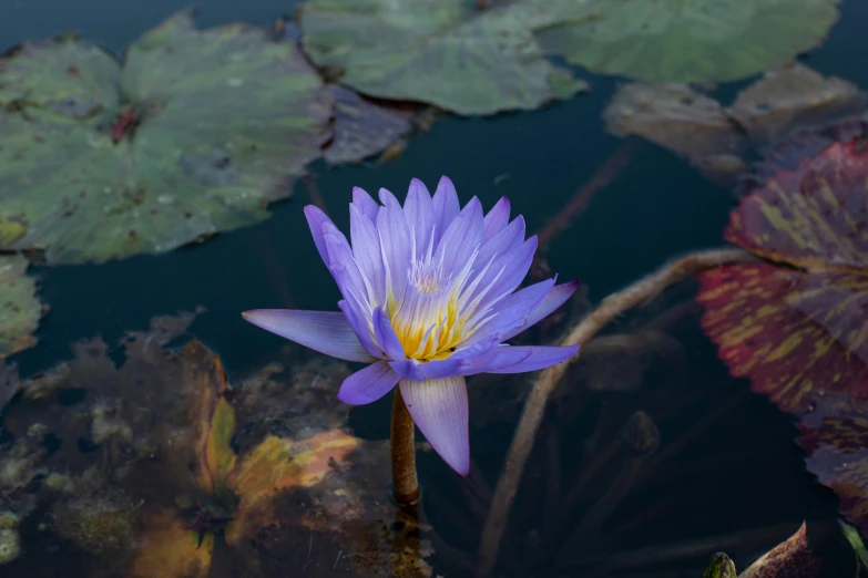 purple flower and green leaf floating in water