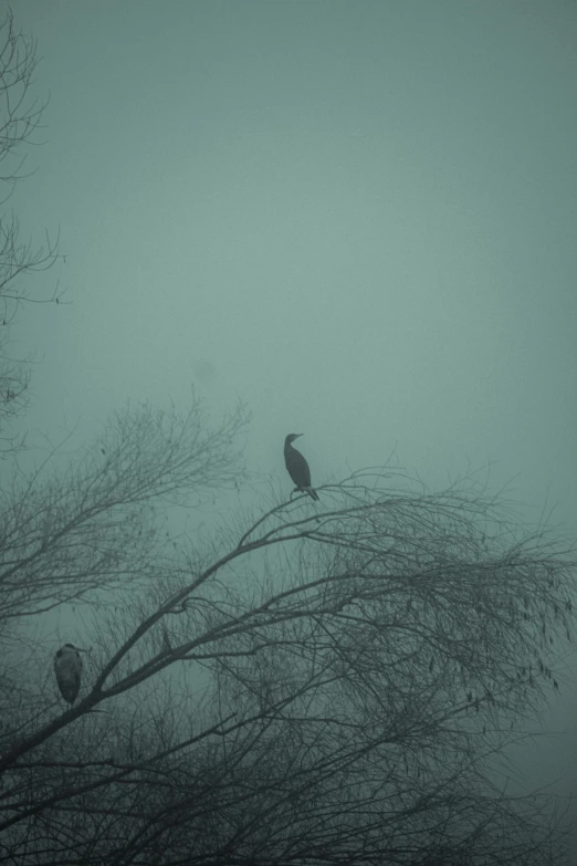 a couple of birds sitting on top of a tree