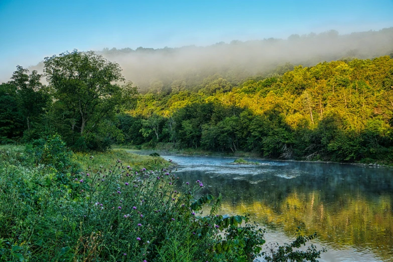 the river is flowing into a beautiful forest