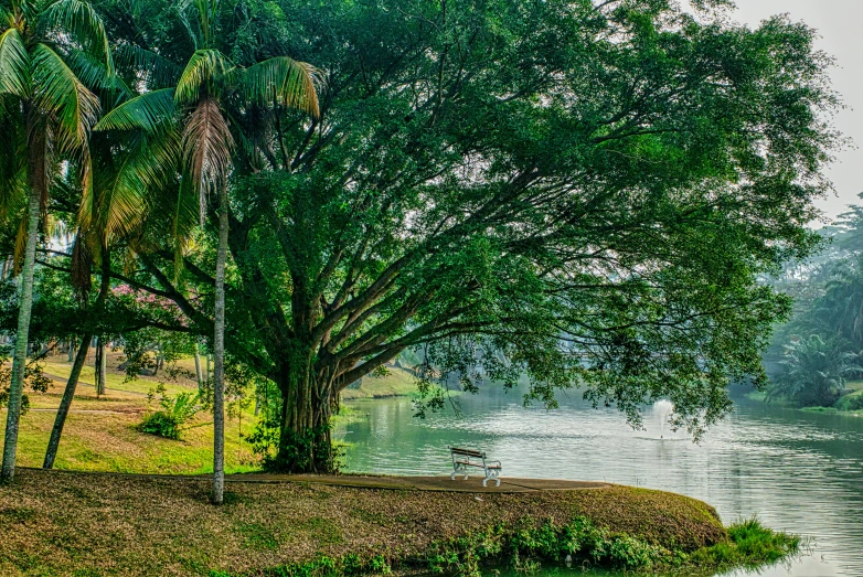 a lush green park with lots of trees and the river