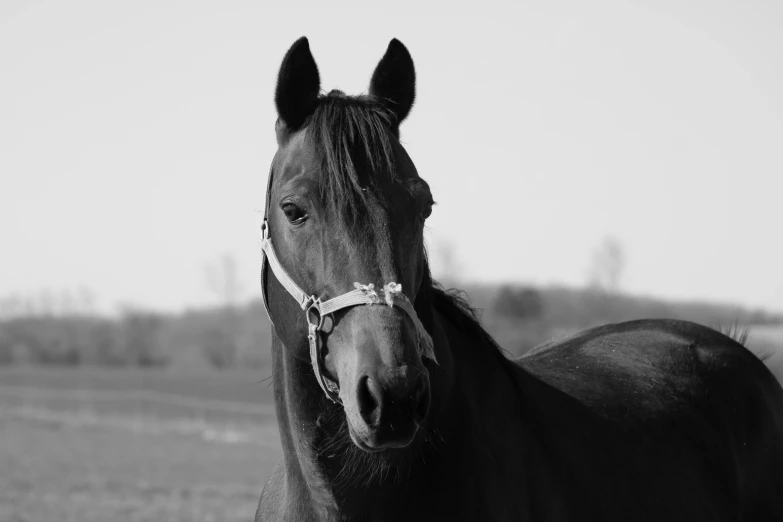 a black horse with blonde hair and an ear ring