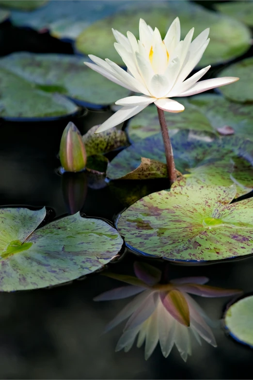 water lillies and their reflections in the pond