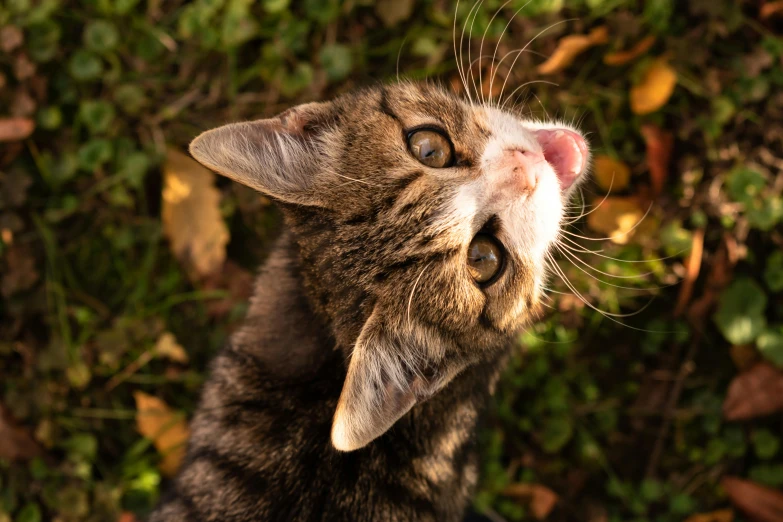 a small cat is looking upward up while it's paw is reaching toward the camera