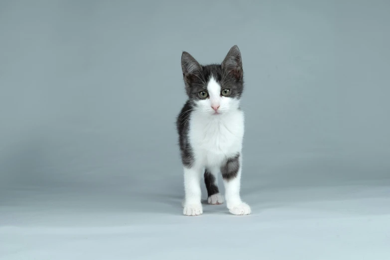 a white and black cat standing up on a gray background