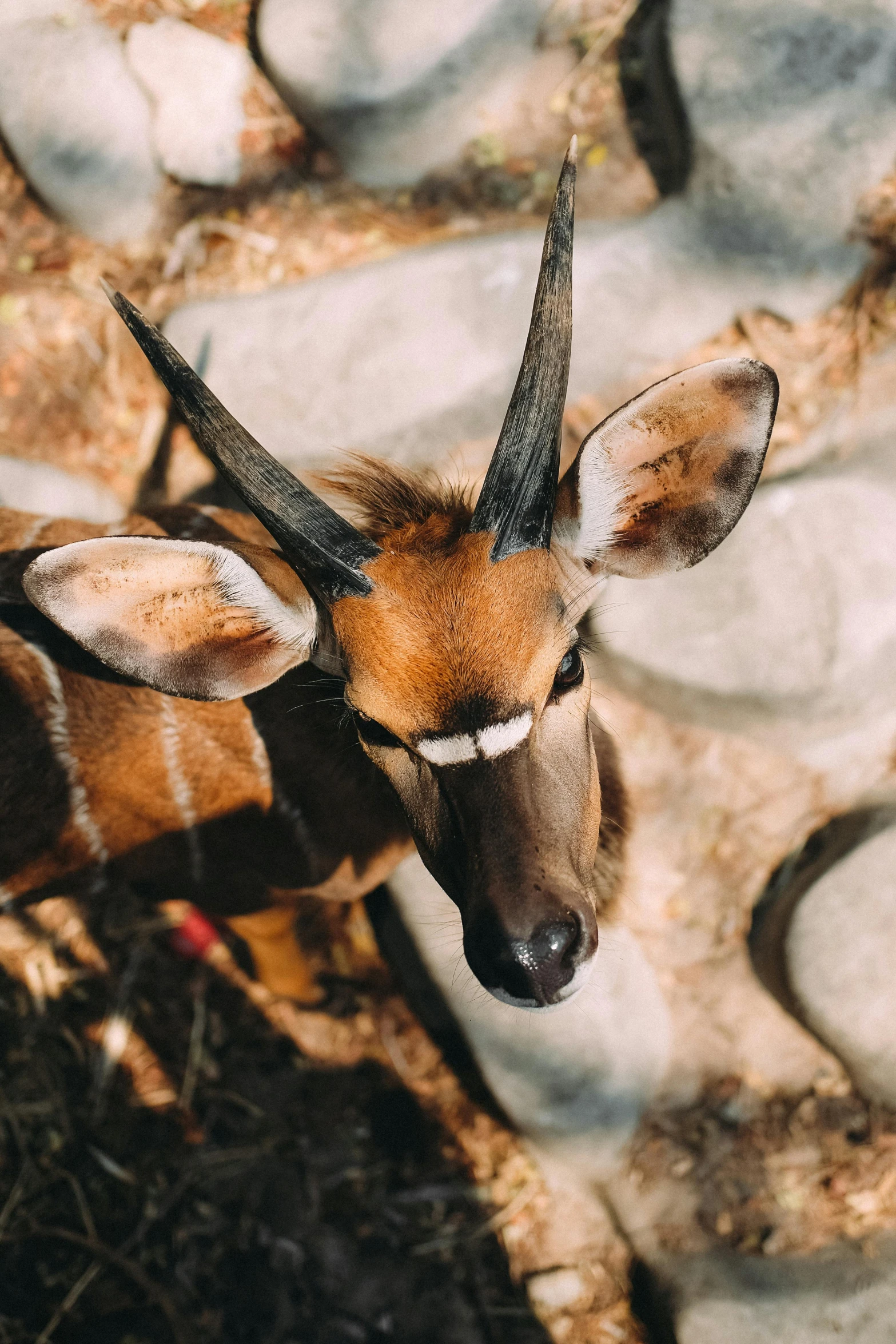 there is a deer that has long horns on it's head