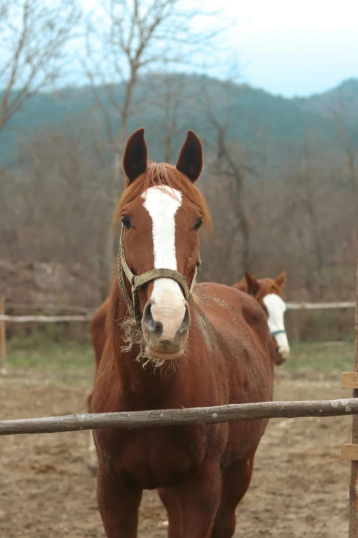 two horses that are standing in the dirt