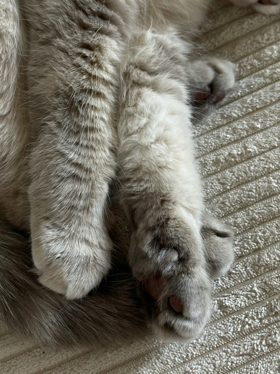 an adult cat rolling around on its back on a bed