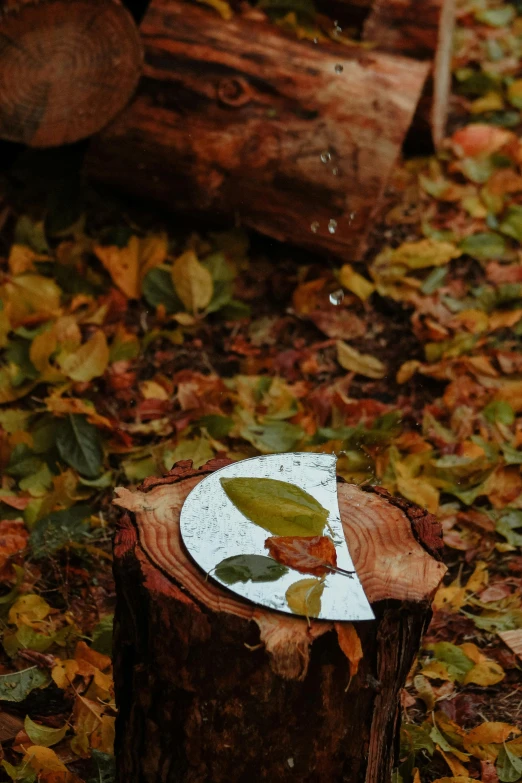 a white and yellow plate some leaves and a tree