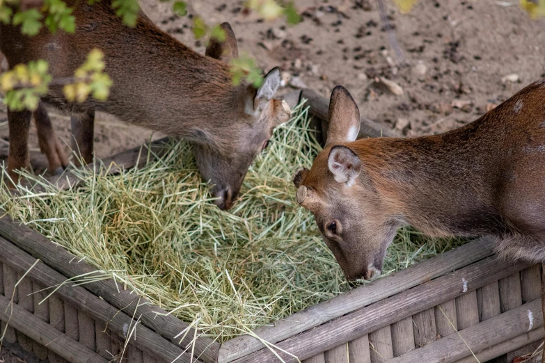 some deer are eating grass out of a container