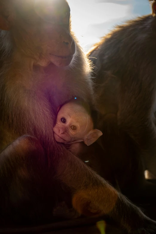 a baby monkey holds onto it's mother in the sun