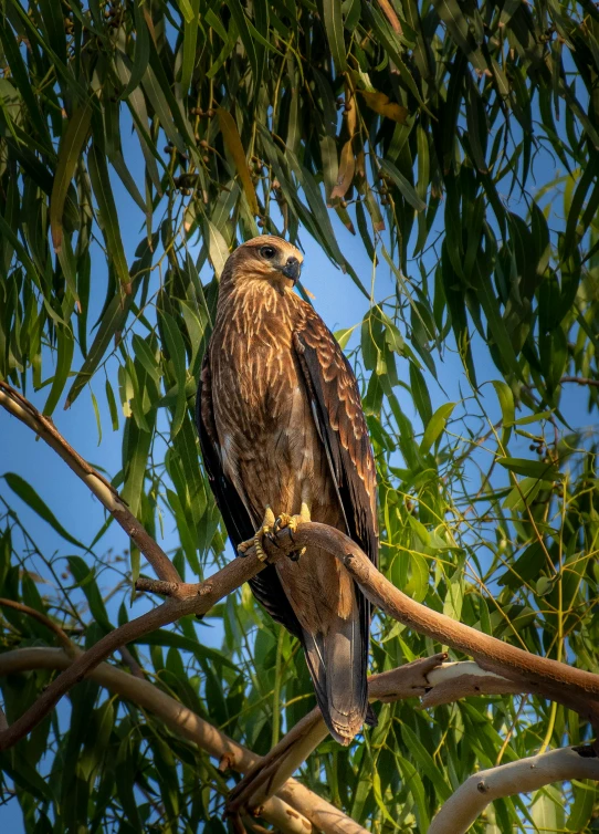 a hawk is sitting in the middle of a tree