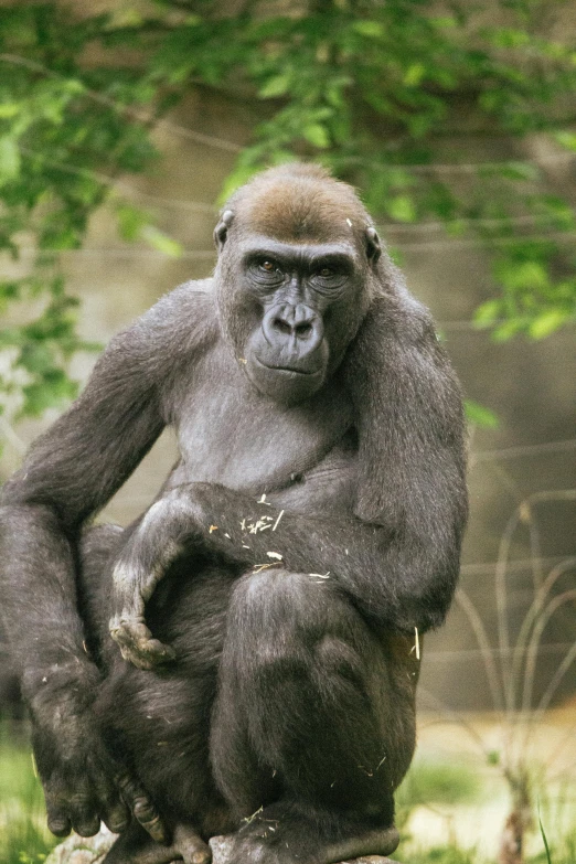 a large gorilla sits on the grass in a zoo