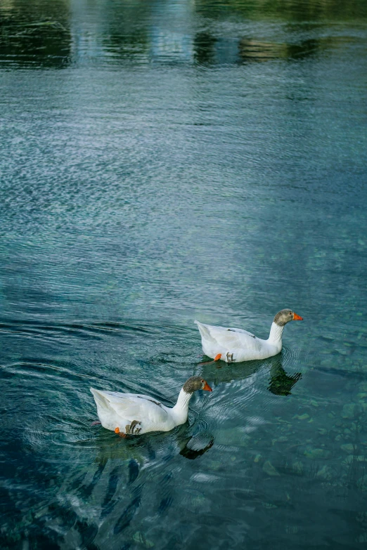 two ducks float on the still water of a lake