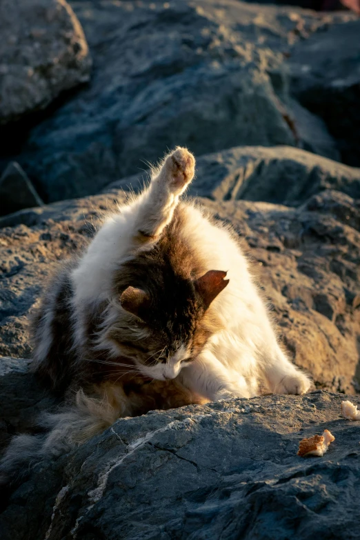 a white cat is laying on rocks and scratching it's back