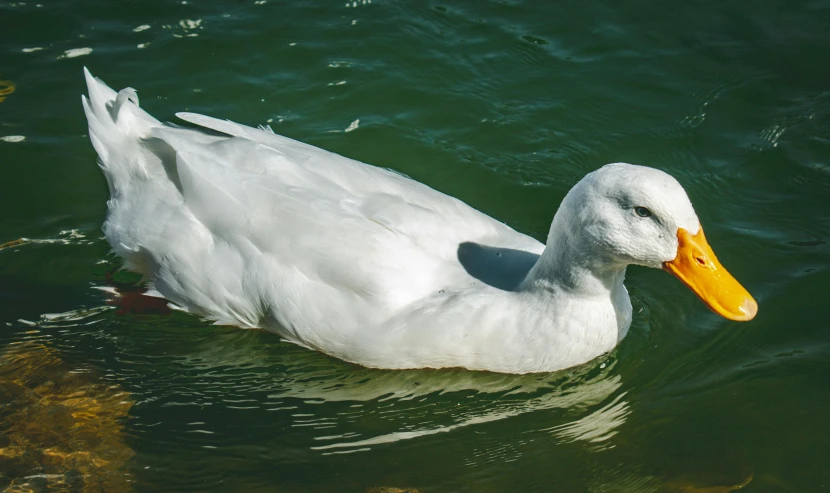 a duck floating on the green water near a shore