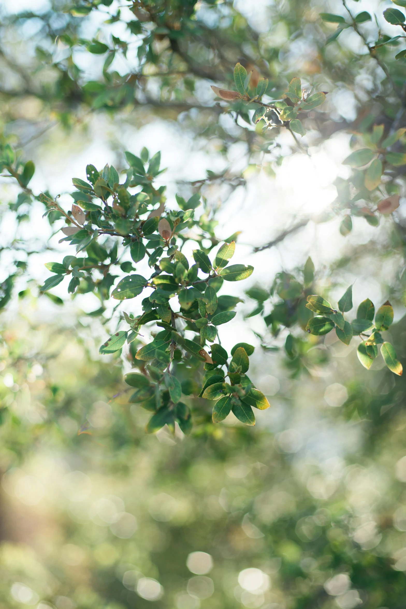 green leaves on a tree near the sun