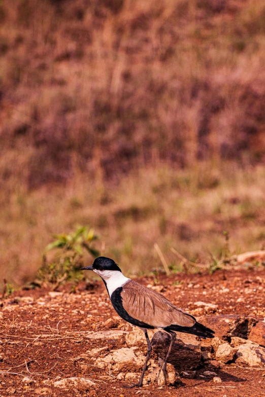 a small bird with its back legs out and a third bird behind it