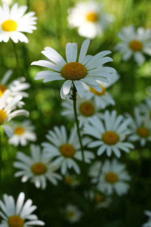 daisies in the meadow with grass in the background