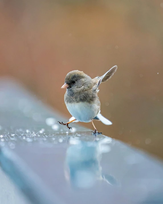 a little bird perched on a table in the rain