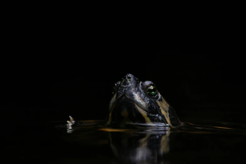 a frog is floating down in the water at night