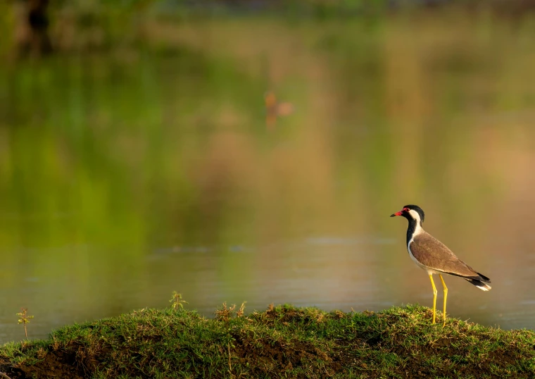 a bird sitting on the edge of a grass covered hill