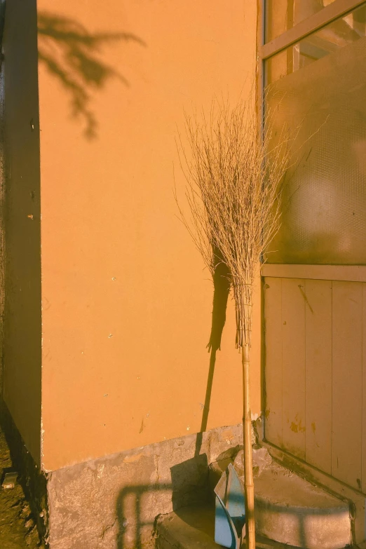 a plant is growing out of the ground in front of a building