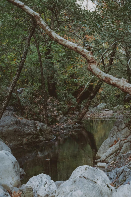 a stream running through the middle of some trees