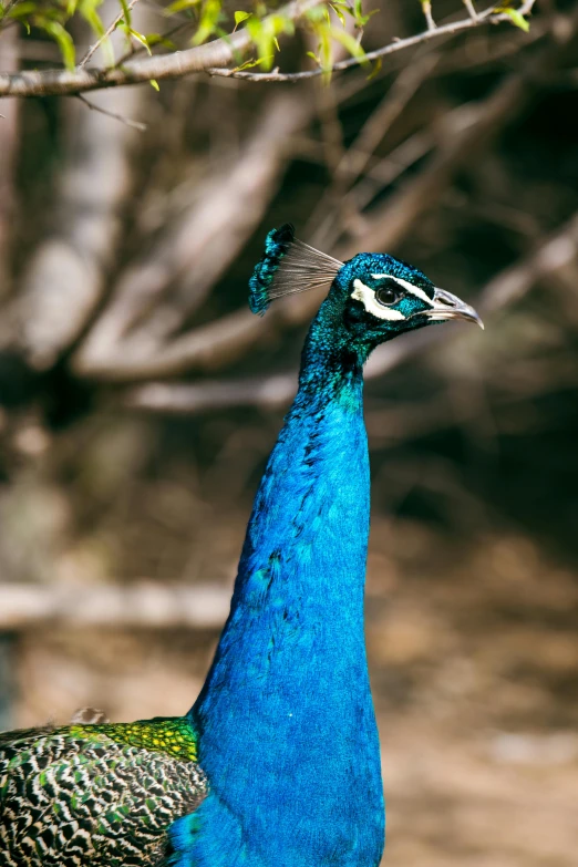 this is a peacock in the shade under a tree