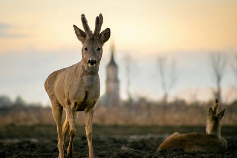 two deer that are standing in the dirt