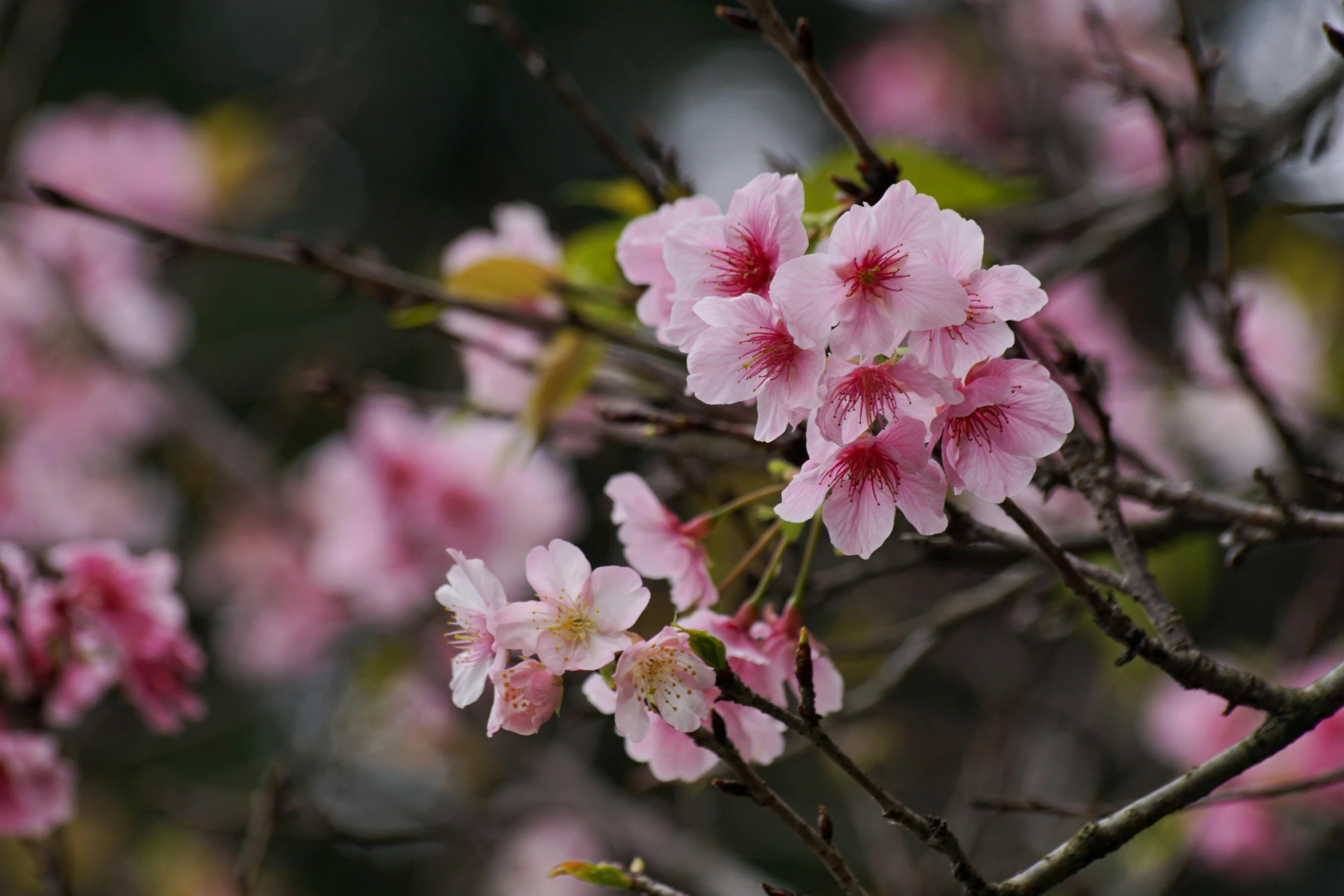 a tree with pink flowers on it and green leaves