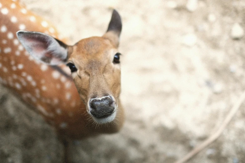 a deer that is standing in the dirt