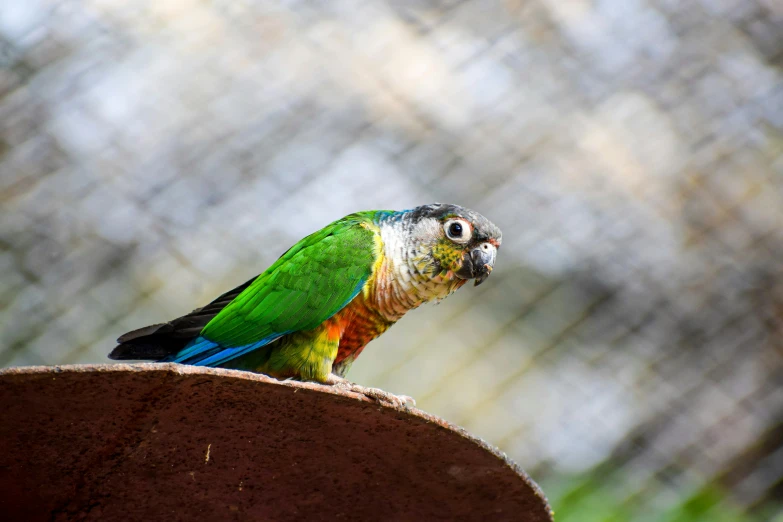 a colorful parrot perched on top of a stump