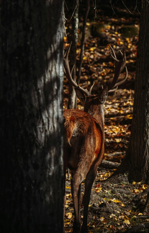 a deer standing next to two trees in the woods