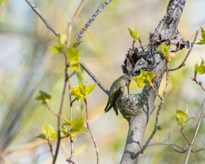 a bird perched on top of a nch of a tree