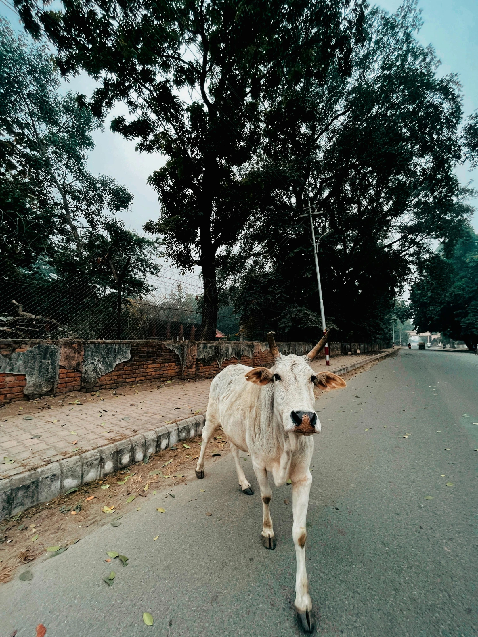 a cow walking down the middle of a road