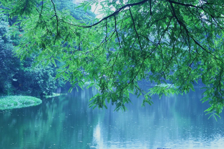 water scene with the river reflecting the trees