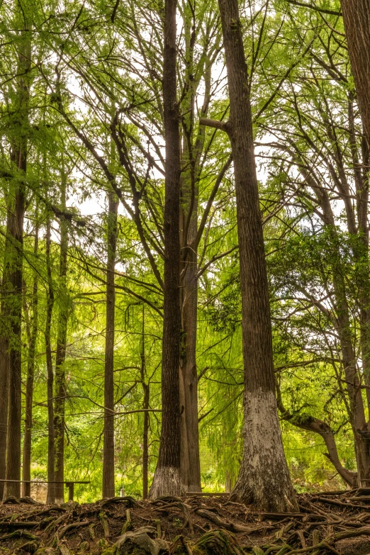 the ground is covered with nches and trees