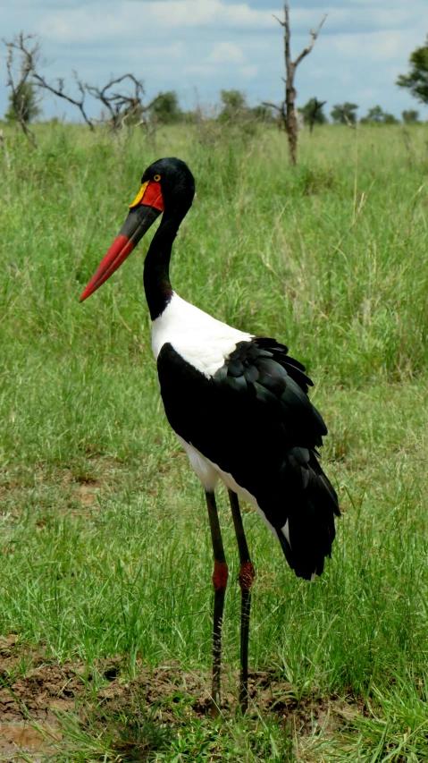 a big bird stands in a field of green