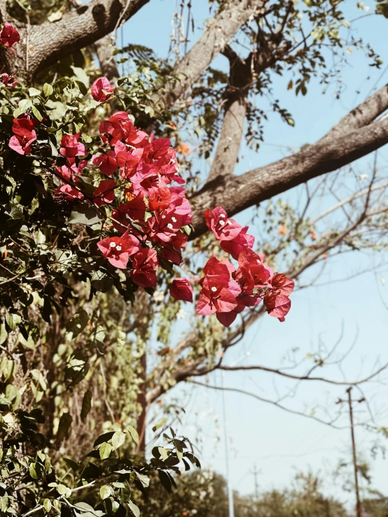 red flowers are in the foreground and a tree in the background