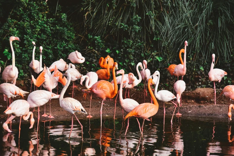 a group of flamingos gathered around some water