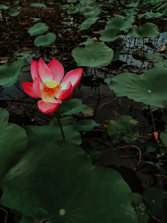 a bright red flower sits in the middle of lily pads