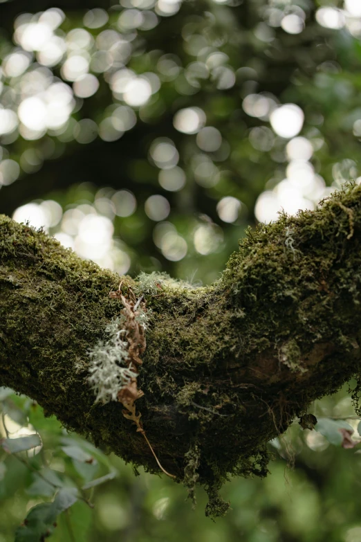 green moss on tree nch with small light spots on it