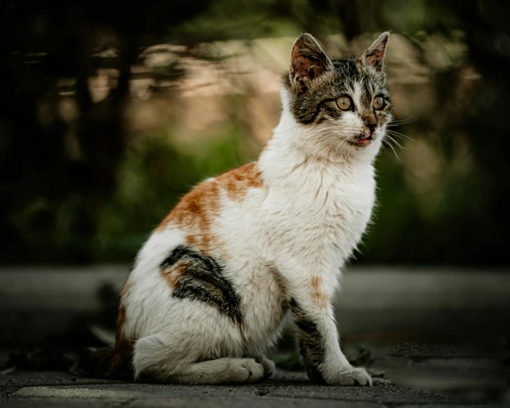 a white and brown cat sitting on top of the floor