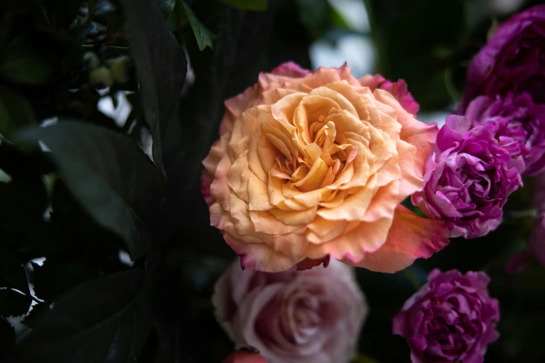 various colored flowers and leaves in a garden