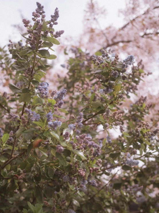 some blue flowers trees and a white cloud